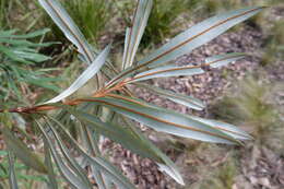 Image of Banksia integrifolia subsp. monticola K. R. Thiele