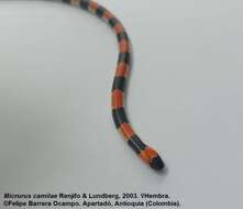 Plancia ëd Micrurus camilae Renjifo & Lundberg 2003