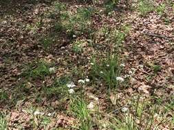 Image of meadow garlic