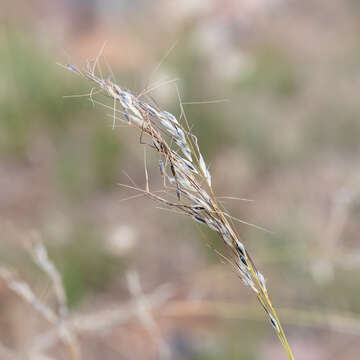 Image of Austrostipa setacea (R. Br.) S. W. L. Jacobs & J. Everett