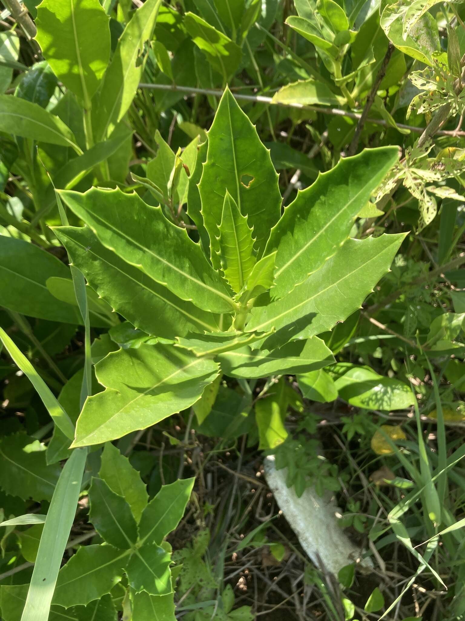 Image of Acanthus