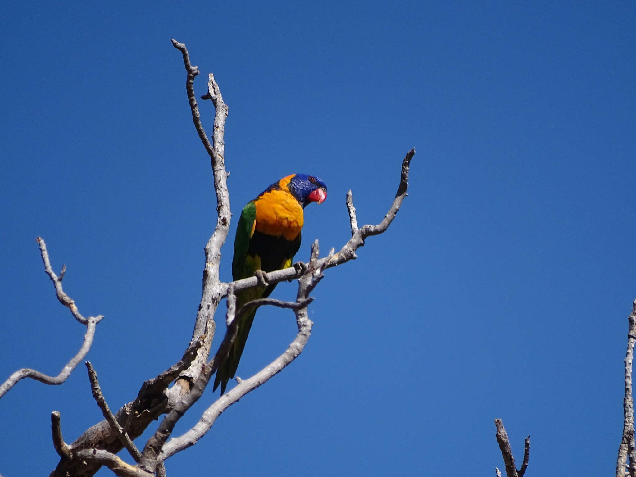 Image of Red-collared Lorikeet