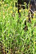 Image of Oregon False Golden-Aster