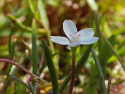 Image of Montia australasica (Hook. fil.) Pax & K. Hoffm.