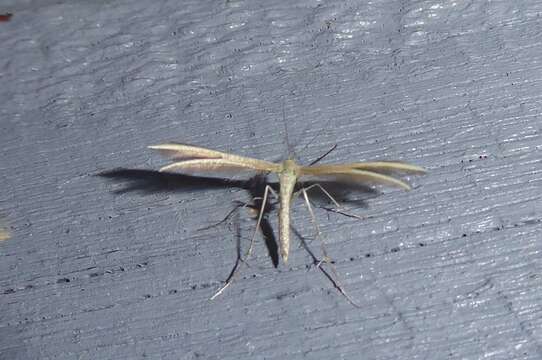 Image of <i>Pterophorus innotatalis</i>