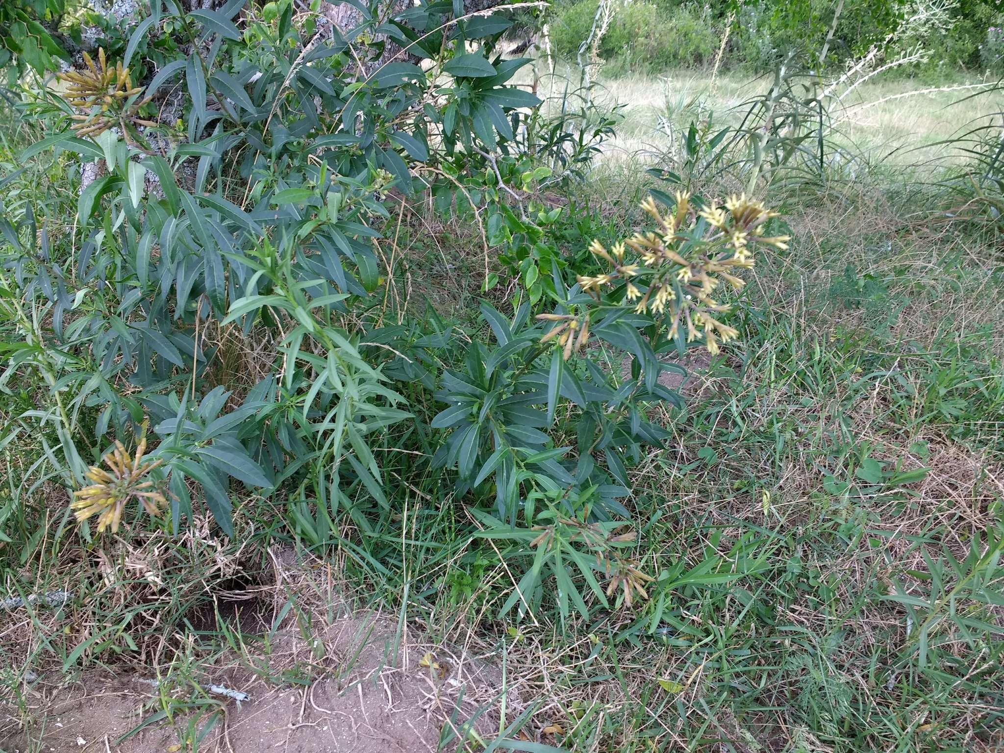 Image of Chilean jessamine