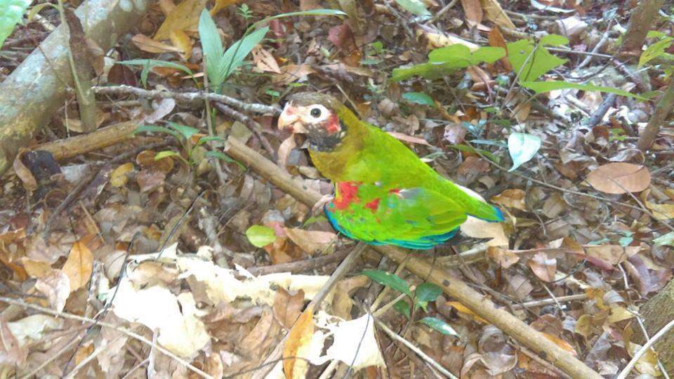 Image of Brown-hooded Parrot