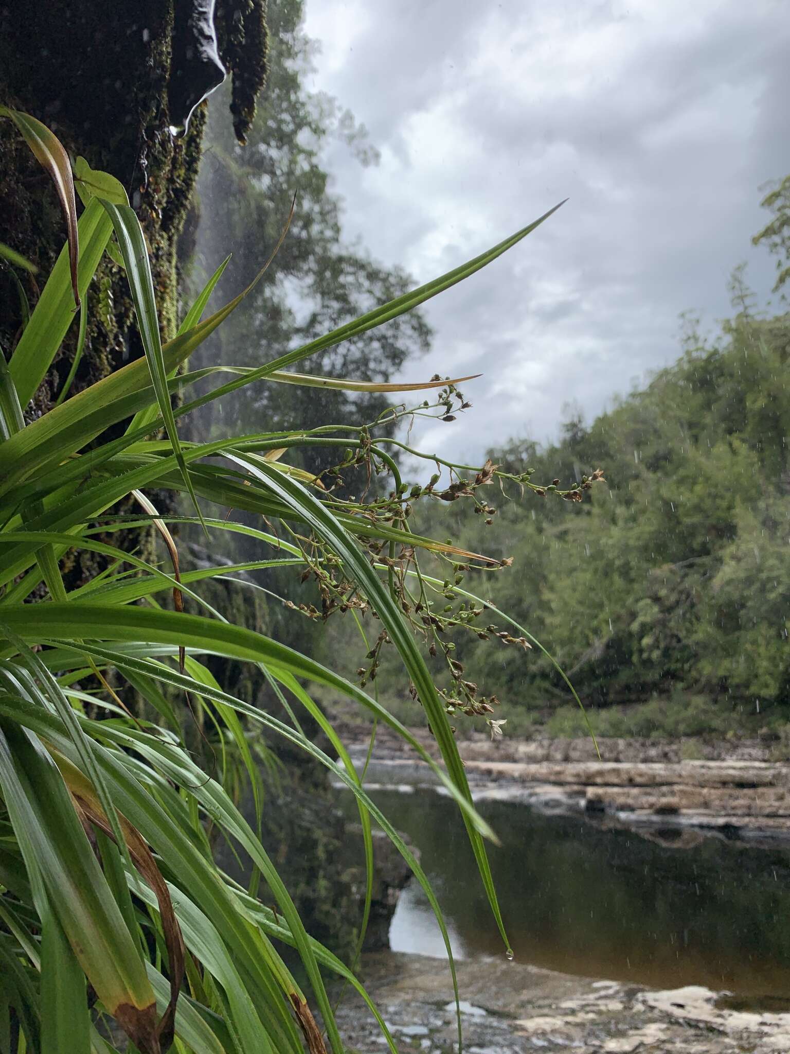 Sivun Milligania longifolia Hook. fil. kuva