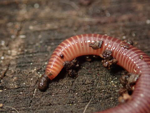 Image of Red wiggler, manure worm, soilution worm, brandling worm, english redworm