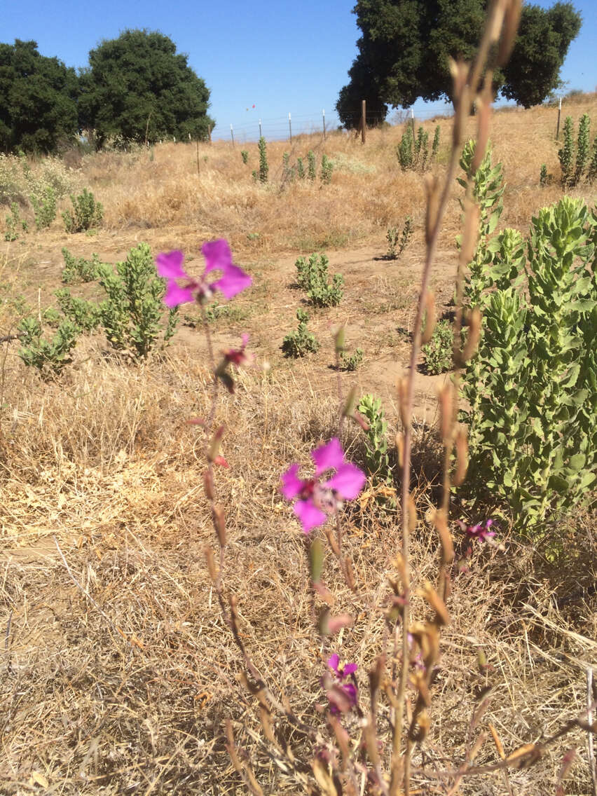 Image of elegant clarkia