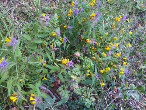 Слика од Melampyrum nemorosum subsp. catalaunicum (Freyn) Beauv.