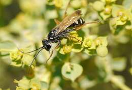 Слика од Cryptocheilus variabilis (Rossi 1790)