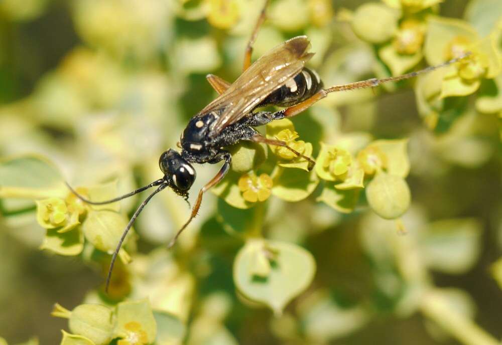 Слика од Cryptocheilus variabilis (Rossi 1790)