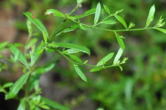 Image of Illinois pinweed