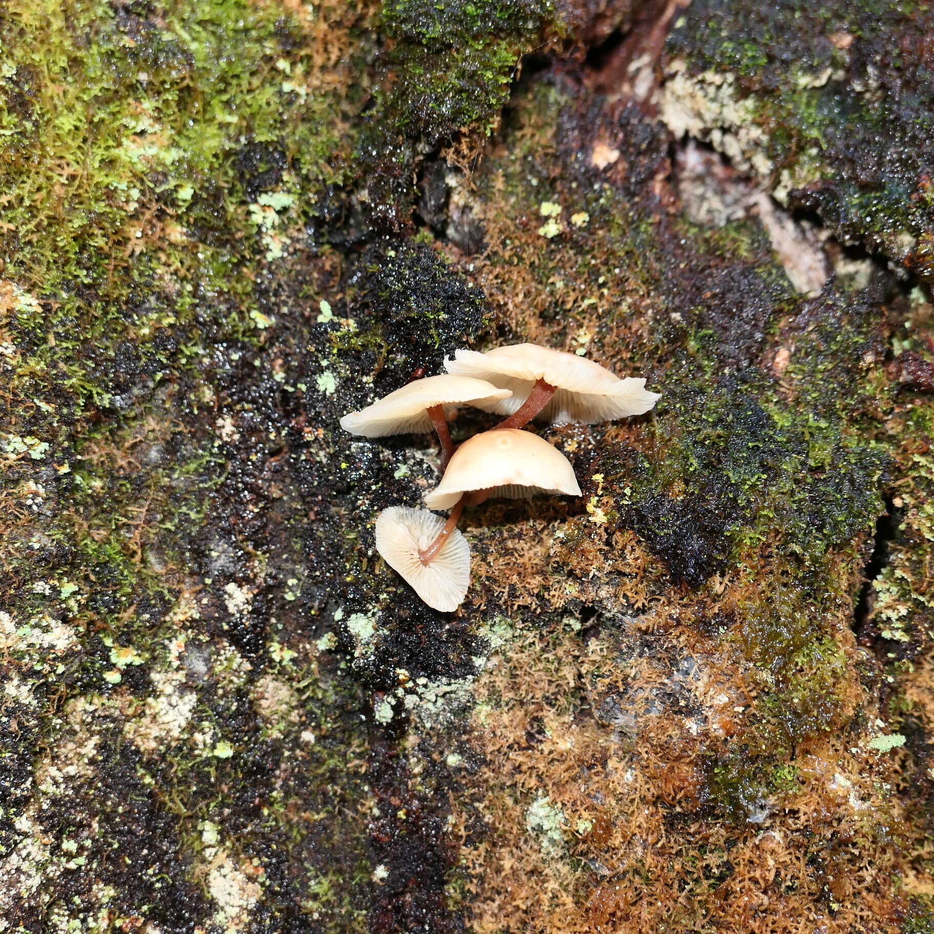 Image of Collybia eucalyptorum Cleland 1931