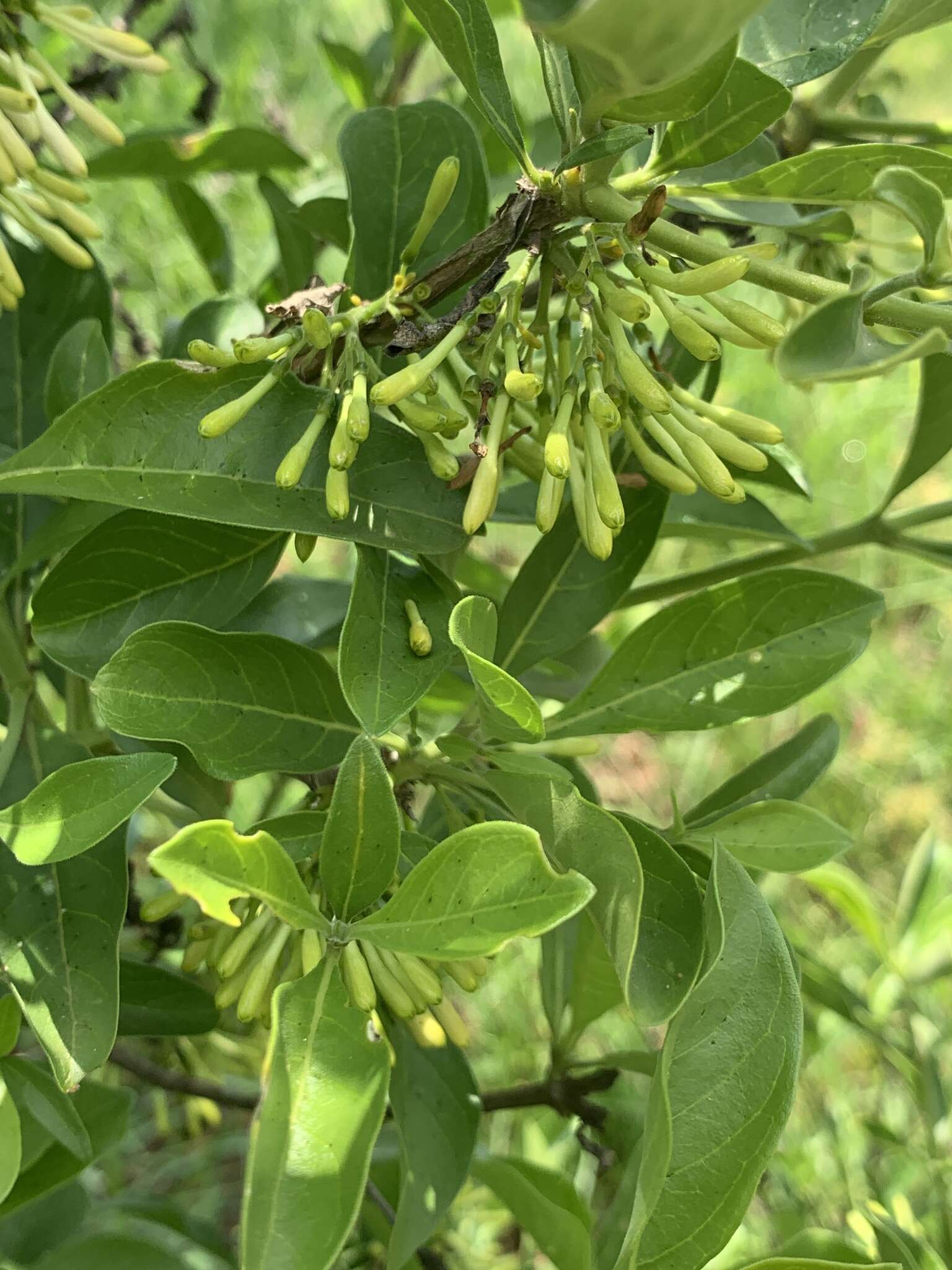 Image of Pavetta gardeniifolia var. subtomentosa K. Schum.