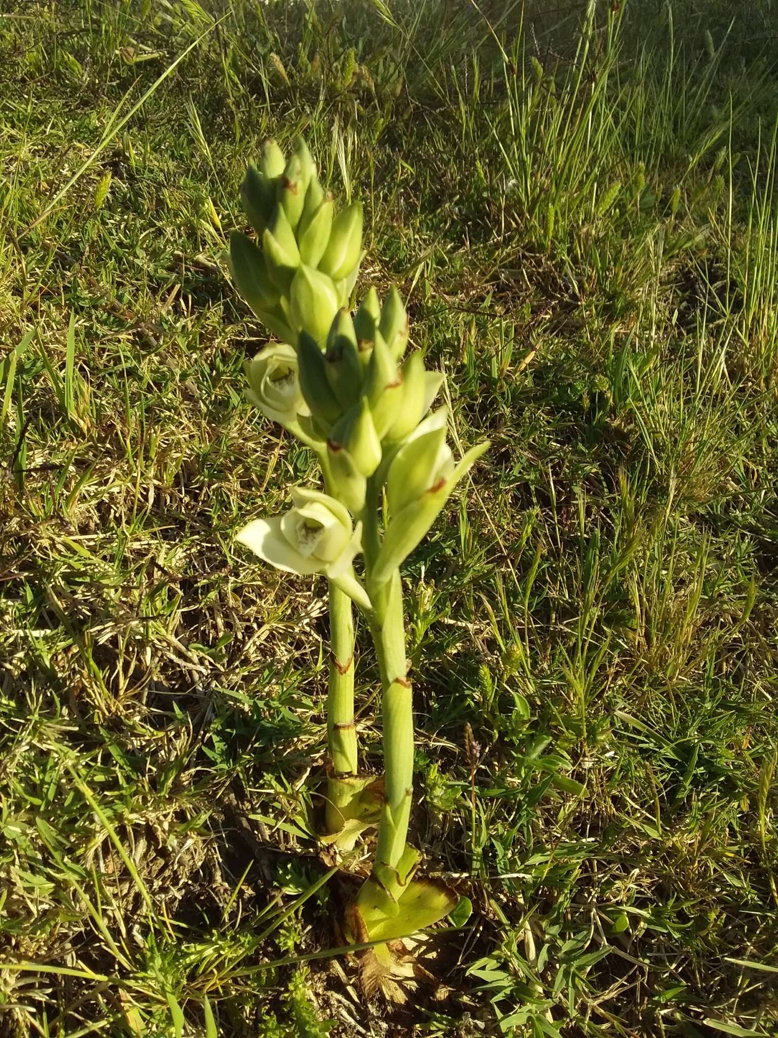 Image of Chloraea membranacea Lindl.