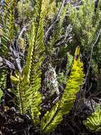 Image de Polypodium pellucidum var. vulcanicum Skottsberg