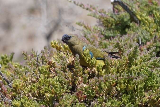 Image of Rock Parrot