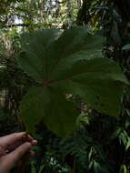 Image of Begonia parviflora Poepp. & Endl.