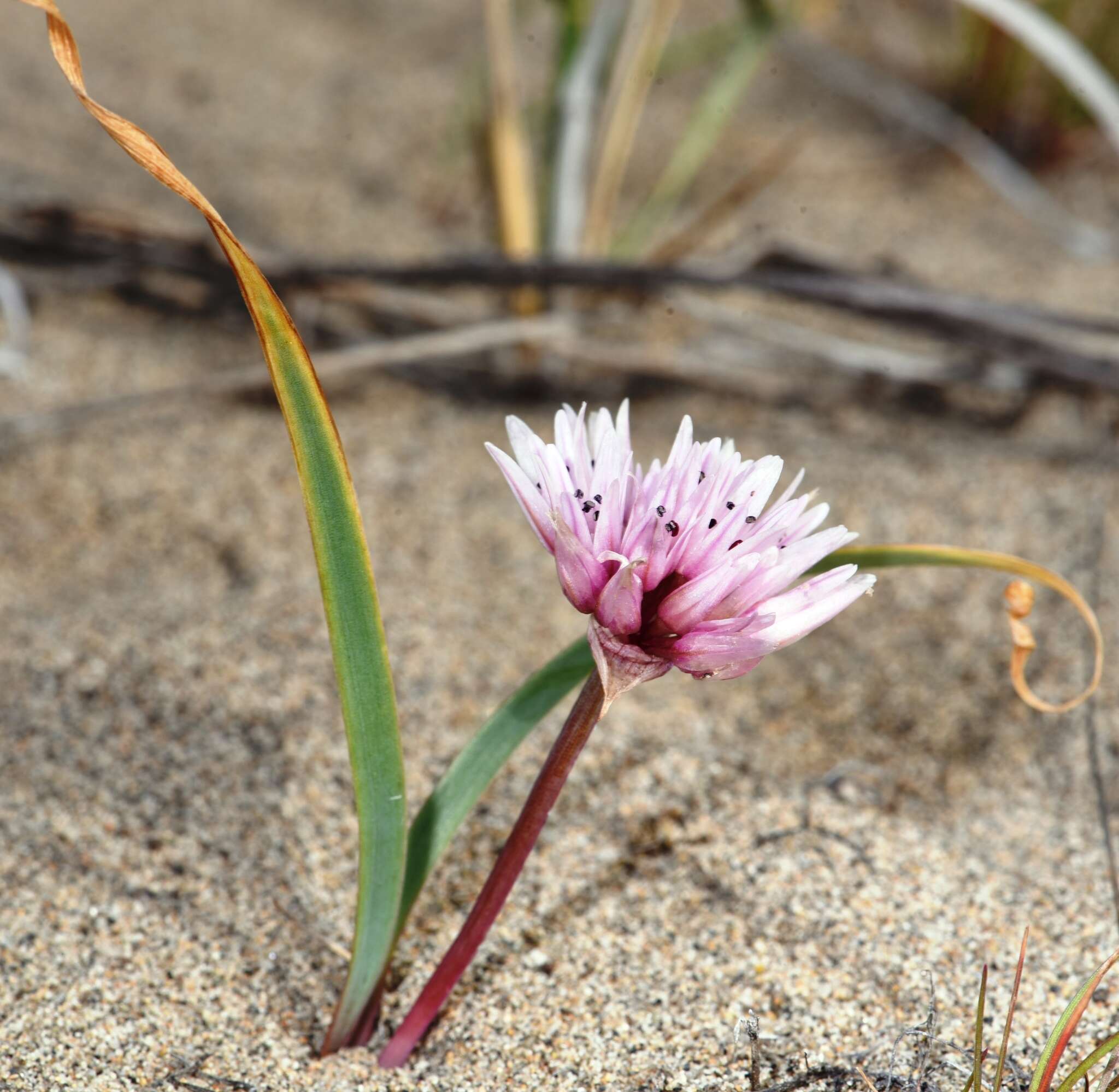 Image of Robinson's onion