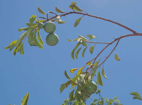 Image of Capparis canescens Banks ex DC.