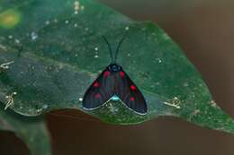 Image of Cyanopepla fastuosa Walker 1854