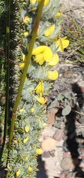 Image of Aspalathus joubertiana subsp. shawii (L. Bolus) R. Dahlgren