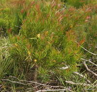 Image of Leucadendron spissifolium subsp. phillipsii (Hutch.) I. Williams