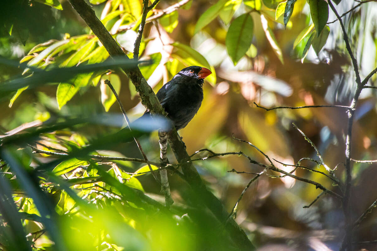 Image of Black-throated Grosbeak