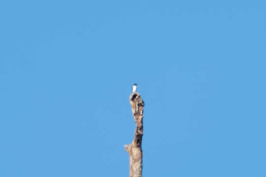 Image of Pied Falconet