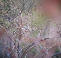 Image of Japanese Grosbeak