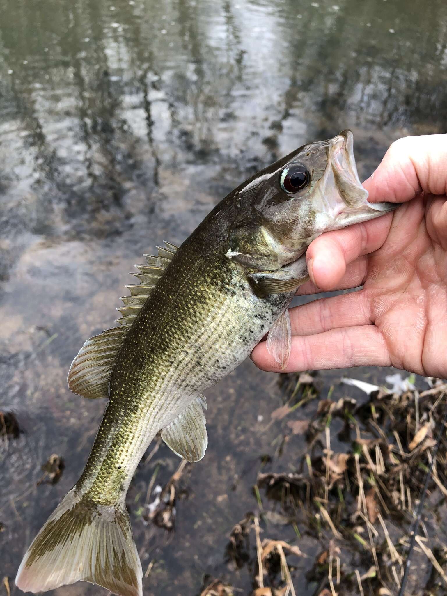 Image of Redeye Bass