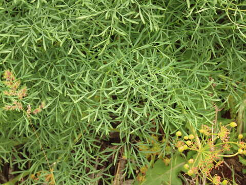 Image of Slickrock biscuitroot