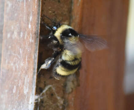 Слика од Bombus brasiliensis Lepeletier 1836