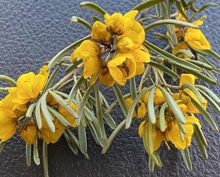 Image of Senna artemisioides subsp. zygophylla