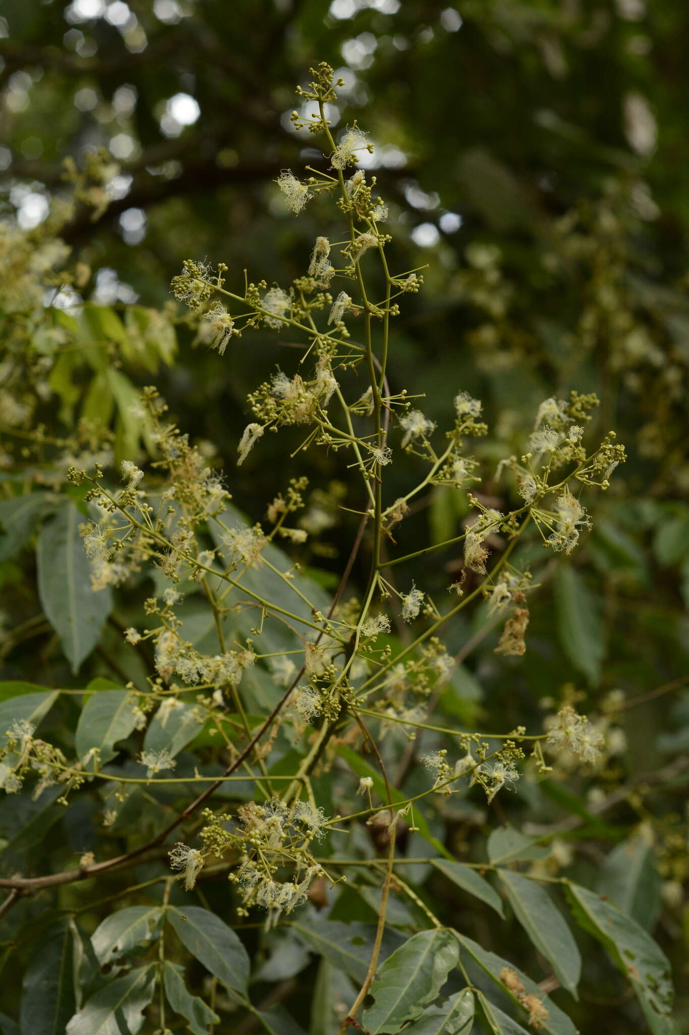 Image of Archidendron bigeminum (L.) I. C. Nielsen