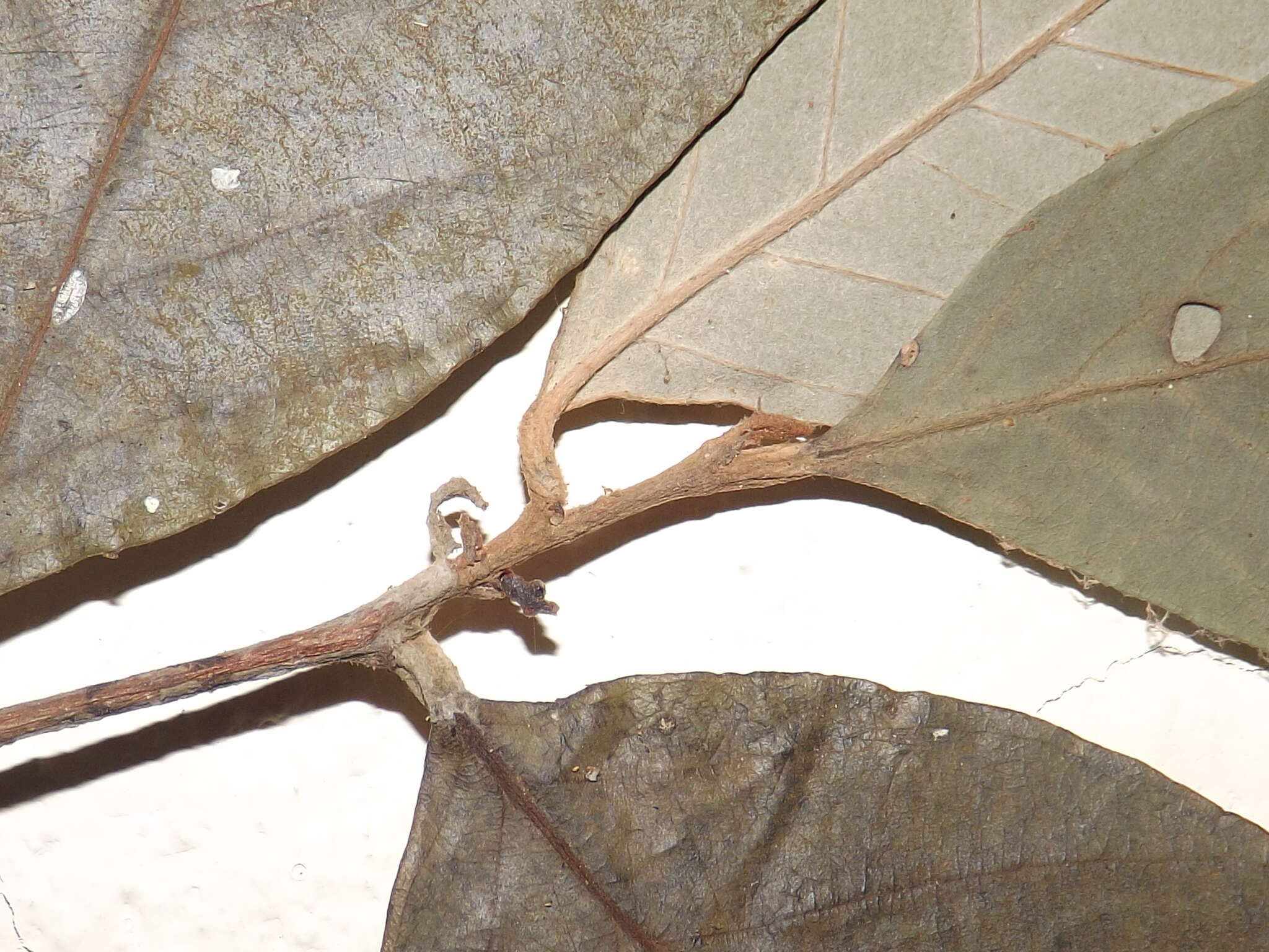 Image de Couepia polyandra (Kunth.) Rose