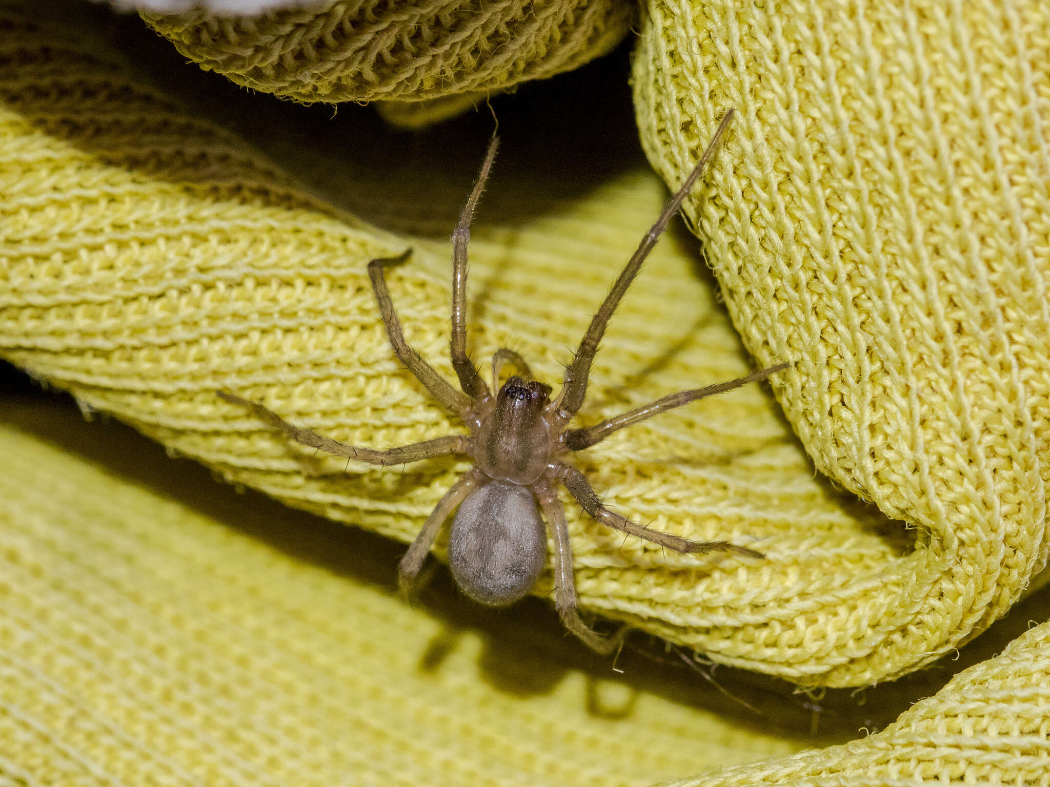 Image of Barn Funnel Weaver