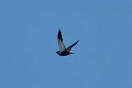 Image of Black-bellied Sandgrouse