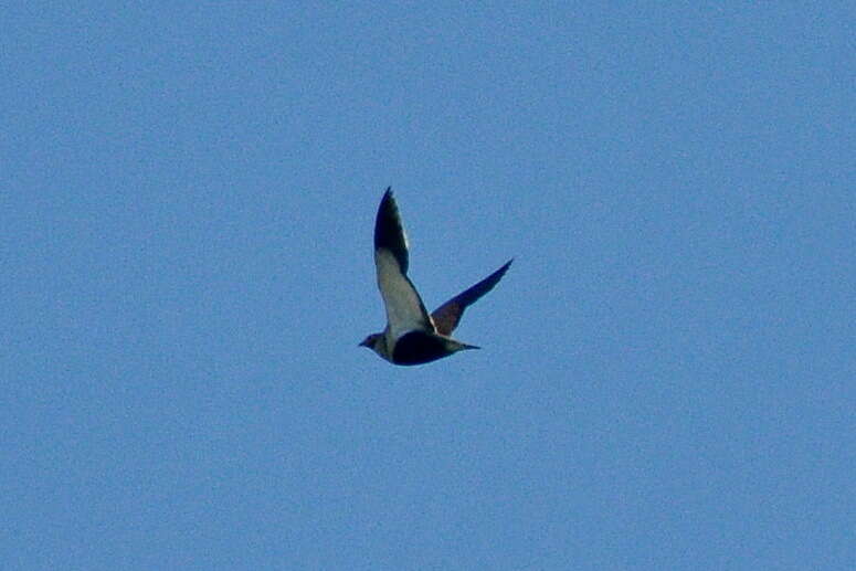 Image of Black-bellied Sandgrouse