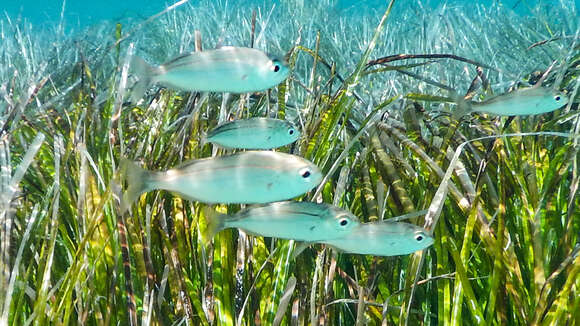 Image of Auxillary seabream