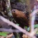 Image of Short-billed Leaftosser