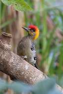 Image of Golden-cheeked Woodpecker