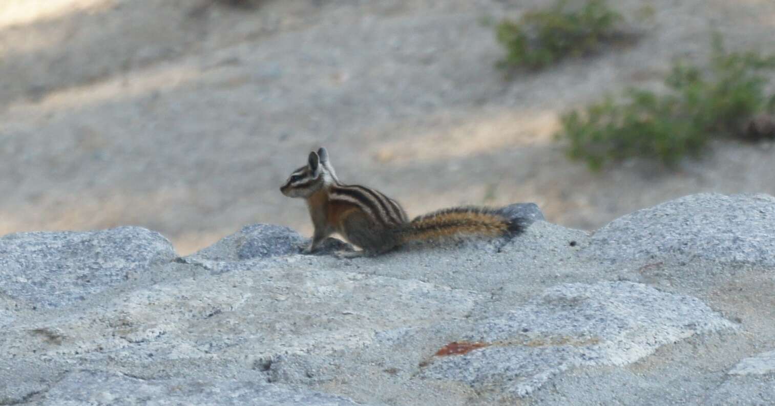 Image of Long-eared Chipmunk