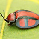 Image of Omaspides (Omaspides) clathrata (Linnaeus 1758)