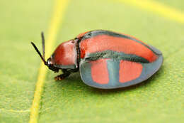 Image of Omaspides (Omaspides) clathrata (Linnaeus 1758)