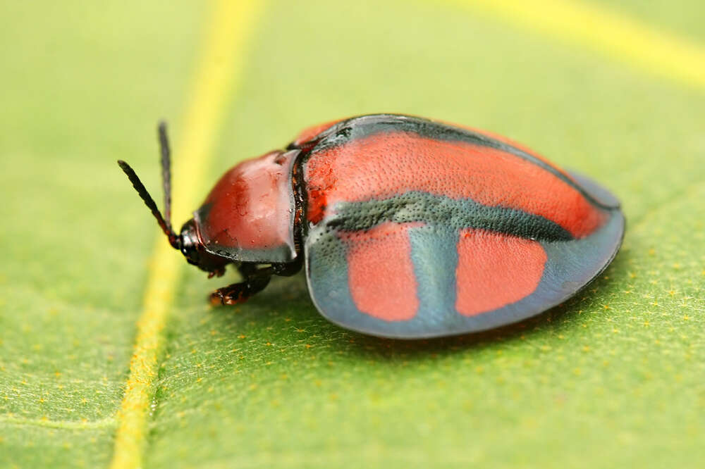 Слика од Omaspides (Omaspides) clathrata (Linnaeus 1758)