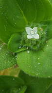 Image of South American Mexican clover