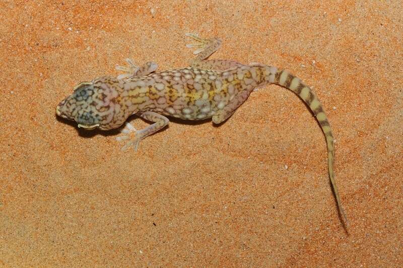 Image of Middle Eastern Short-fingered Gecko